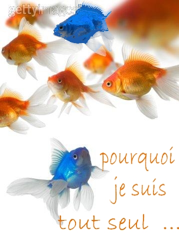 jalouse