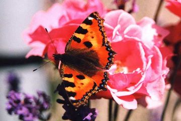 papillon